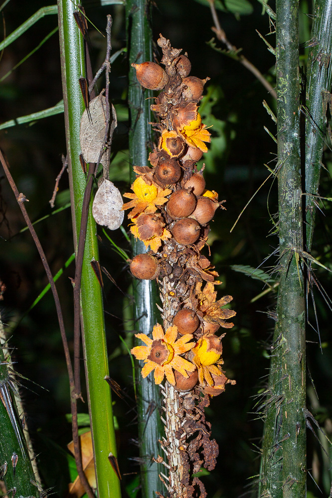 Astrocaryum paramaca