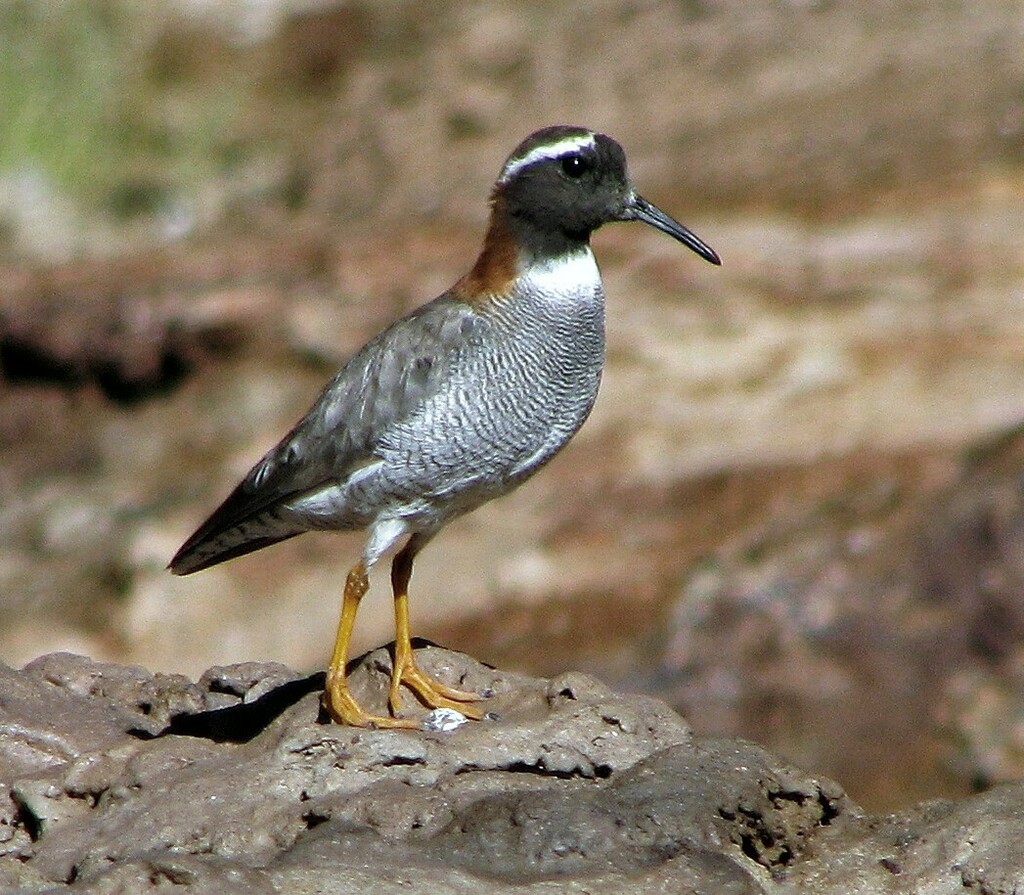 Diademed Plover