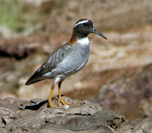 Diademed Plover