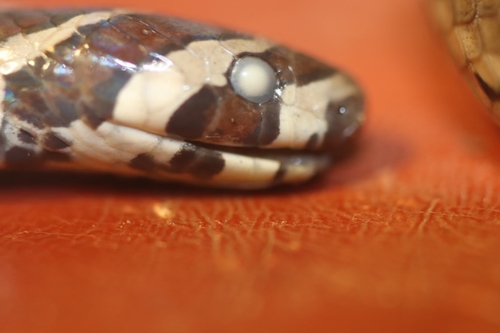 Lungshen Kukri Snake