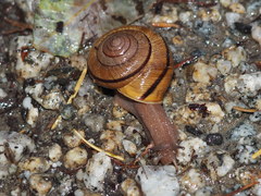 Helminthoglypta exarata