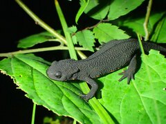 Japanese Fire-Bellied Newt photo 2