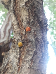 Harmonia axyridis