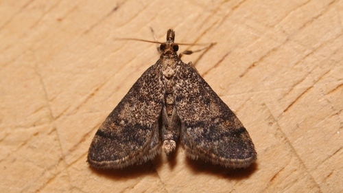 Metasia cuencalis Ragonot, 1894