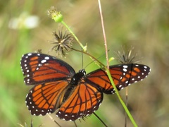 Limenitis archippus floridensis