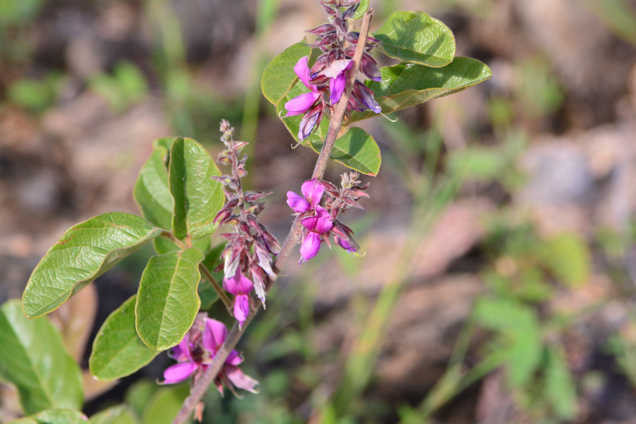 Galactia jussiaeana