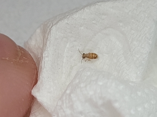 Cerobasis guestfalica, Utrecht, NL, photo 5 of 10