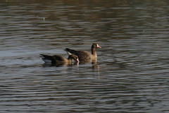 Anser albifrons albifrons