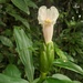 Costus arabicus - Photo (c) citronnelle_50, some rights reserved (CC BY-NC), uploaded by citronnelle_50