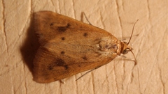 Achyra nudalis