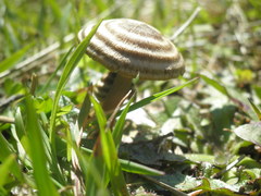 Entoloma perzonatum