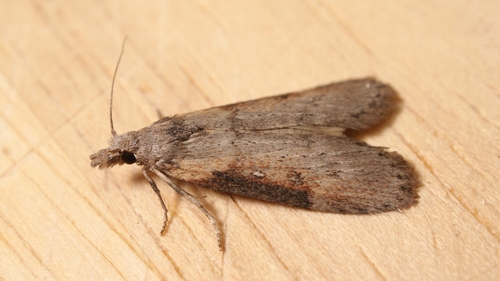 Theresian Moth