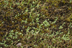 Kelleria paludosa