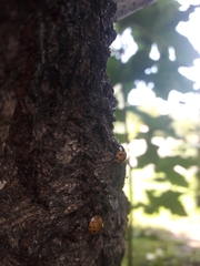 Harmonia axyridis