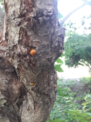 Harmonia axyridis