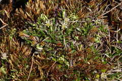 Abrotanella caespitosa