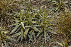 Celmisia semicordata aurigans