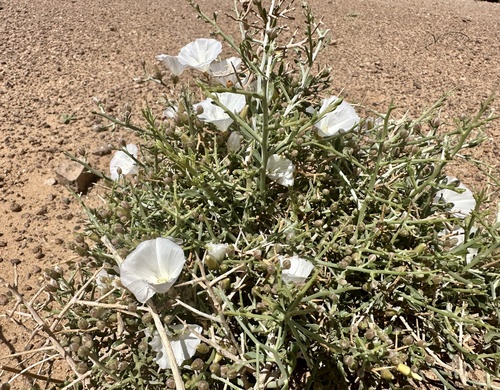 Convolvulus trabutianus
