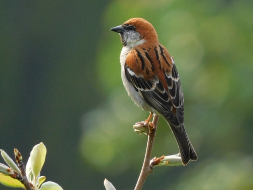 Russet Sparrow (Passer cinnamomeus), photo 3