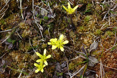 Ranunculus gracilipes