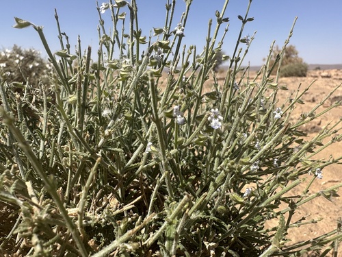 Egyptian sage