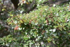 Nothofagus × solfusca