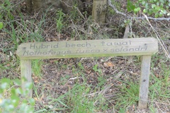 Nothofagus × solfusca