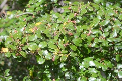 Nothofagus × solfusca