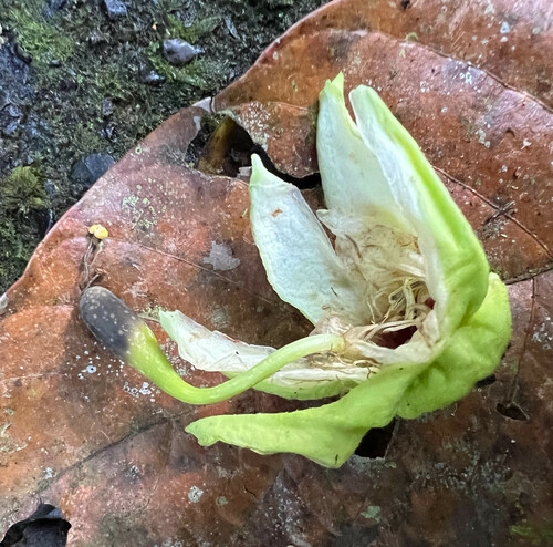 Passiflora lobata image