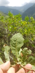 Quercus glaucoides