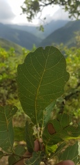 Quercus glaucoides
