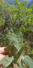 Quercus glaucoides