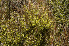 Coprosma pseudocuneata