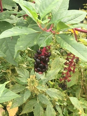 Phytolacca americana