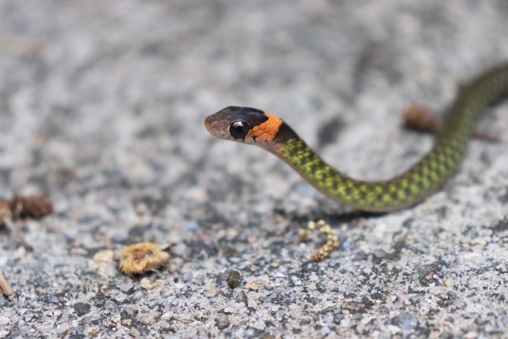 Hainan Keelback