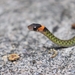 海南頸槽蛇 - Photo 由 董俊材 所上傳的 (c) 董俊材，保留部份權利CC BY-NC
