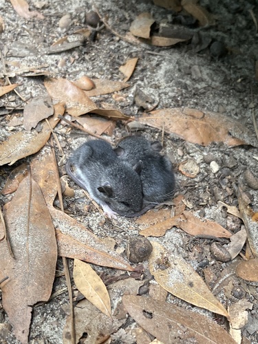 Cotton Mouse