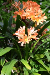 Clivia miniata