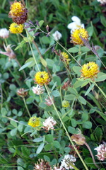 Trifolium badium