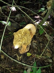 Phallus haitangensis
