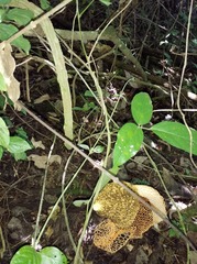 Phallus haitangensis