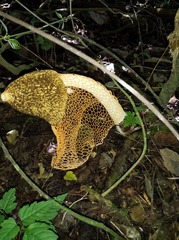 Phallus haitangensis