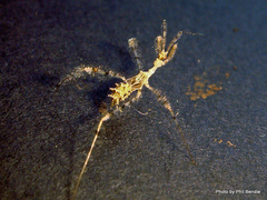 Stenolemus fraterculus