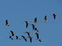 Swan Goose photo 5