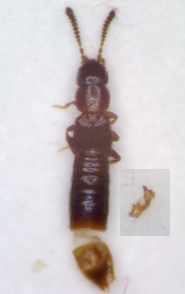 Meotica filiformis