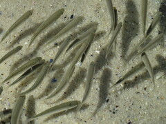 Sea Harder photo 2