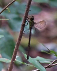 Triacanthagyna trifida