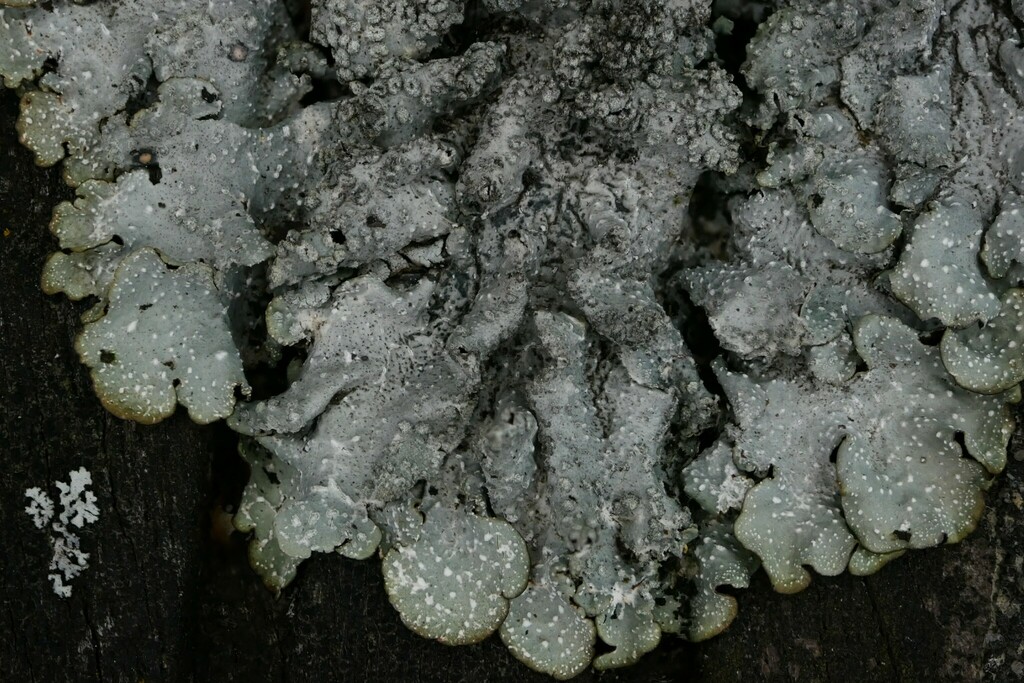 Borrer's Speckled Shield Lichen