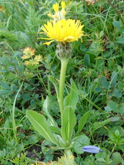 Hypochaeris uniflora