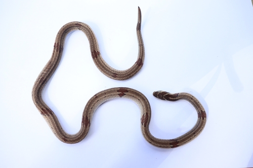Lungshen Kukri Snake
